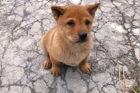 一条性格温顺的小土狗，粘人咬脚还爱叫，这样的狗该如何调教它