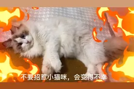 我劝你不要招惹小猫咪，会变得不幸...😨