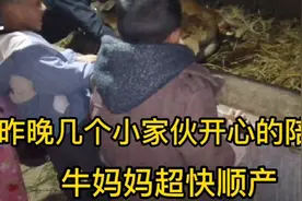 农村实拍母牛生小牛全过程，母牛生不如死，让人看了十分心疼视频封面