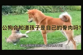 如果公狗和自己的孩子相遇，它会知道孩子是自己的骨肉吗？