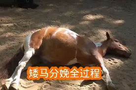 矮马妈妈分娩全过程，忍着剧痛生宝宝，母爱不分种族视频封面