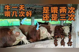牛一天喂2次好还是3次好？80后小伙手把手教你每天如何喂牛！视频封面
