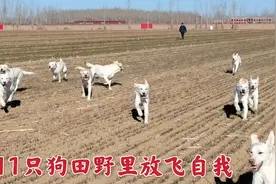 11条狗狗田野里疯狂奔跑放飞自我！男主试图用两条腿跑赢44条腿！视频封面