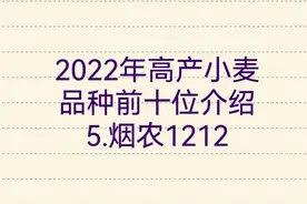 2022年高产小麦品种前十位介绍  5.烟农1212视频封面