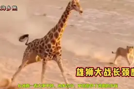 雄狮大战长颈鹿，狮子被长颈鹿一脚踢翻受了内伤，谁将获得胜利？视频封面