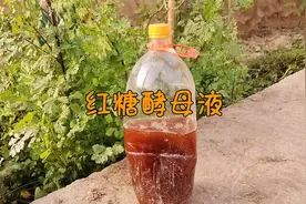 红糖酵母液使用方法，搭配磷酸二氢钾，养根壮苗非常好用