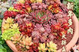 教你种新年多肉大拼盆，那么多植物种一起，摆放有讲究！视频封面
