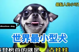 世界最小型•犬•荣登榜首的就是•吉娃娃