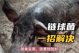 养猪小妙招，链球菌一招解决，简单实用效果好视频封面