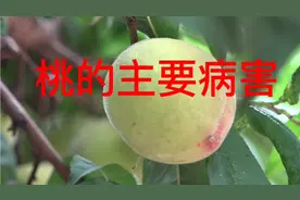 桃树主要病害及防治视频封面