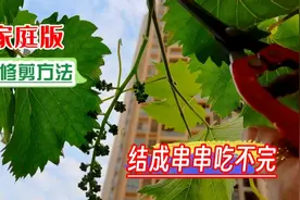 葡萄太好吃，学会副梢、营养枝、结果枝打顶修剪，家庭果子吃不完视频封面