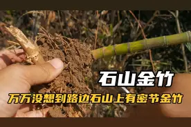 路边的石山上有片金竹林，万万没想到会找到密节的金竹！视频封面