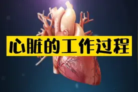 医学3D动画模型展示心脏工作全过程