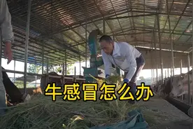 6块解决牛感冒，春秋感冒高发，消毒通风预防为主视频封面