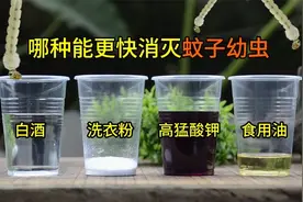 酒、洗衣粉、高猛酸钾和食用油，那种实验能消灭蚊子幼虫呢？视频封面