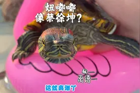 妞嘟嘟预测世界杯，居然被说长得像蔡徐坤？视频封面