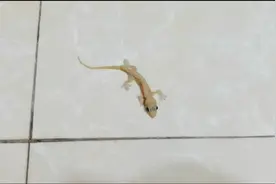 小壁虎进家，网上一查说不吉利什么的，我下班前你自己走吧小家伙视频封面