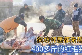 400多斤的红毛猪真有劲，街坊邻居来帮忙，大冬天吃肉喝酒太爽了视频封面