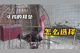 选斗鸡的时候耳坠怎么选择比较好，这个视频教给你