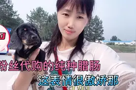 帮粉丝700挑选一只纯种包金小腊肠狗，品相好我这次是捡漏了视频封面