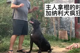 加纳利犬疯狂了，面对主人的棍子，它们疯狂了视频封面