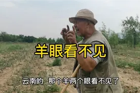 羊两只眼睛看不见，放羊大爷用了个土办法解决了，神奇不？视频封面