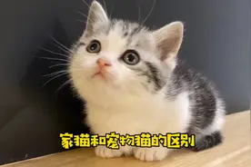 家猫和宠物猫的区别