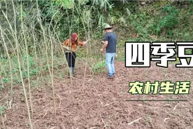 大雨后正好搭四季豆架，这样搭简单方便，一会儿搞定！视频封面