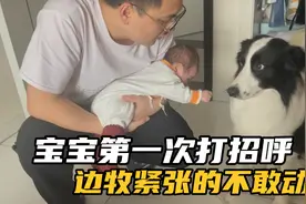 小宝宝第一次跟边牧打招呼，傻狗紧张到不敢动弹，画面太可爱了！视频封面