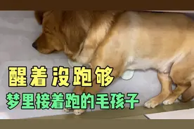 金毛睡觉还蹬着腿跑步，这是一天两次遛弯都没跑够？视频封面