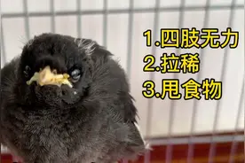 这八哥病的不轻，拉稀 四肢无力，它还有救么