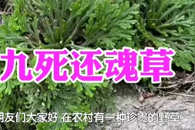 农村一种野草名叫九死还魂草，又称卷柏，用处多价值高遇见请珍惜视频封面