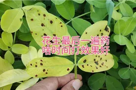花生增产套餐，最后一遍药啥时间打，防病治虫效果最好视频封面