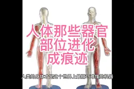 人类进化消失的器官和部位。视频封面