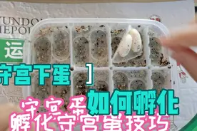 守宫下蛋，如何孵化，弃盒保蛋篇视频封面