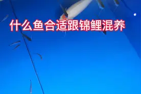 什么鱼合适跟锦鲤混养？已经尝试过有几种小观赏鱼合适跟锦鲤混养视频封面