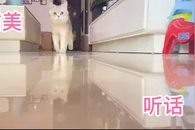 一叫就过来了的蓝金渐层！长的甜美又听话！