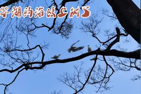 翠湖一幅画，绿水绕人家，笛声悠悠吻彩霞，烟波浩渺现惊涛。视频封面