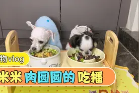 宠物吃播 快来看看不同性格的两只小狗是怎么吃饭的吧！视频封面