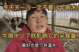冬天天一冷一定不要让牛喝冰水，牛喝水少了就影响它的采食量了视频封面
