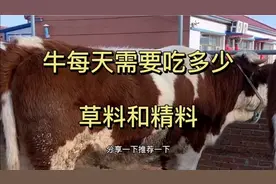 纯干货视频！小王和您一起分享牛一天要喂多少草料和精料！视频封面