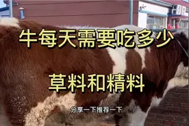 纯干货视频！小王和您一起分享牛一天要喂多少草料和精料！视频封面
