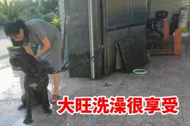 天热了给猛犬洗澡，它很享受也很配合，给它洗澡主人真的很轻松