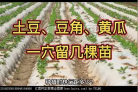 栽培土豆、豆角、黄瓜，一穴留几棵苗？株行距多少？进来看一看