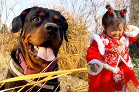 粗心宝爸弄丢小孩，狗狗却凭嗅觉成功找回小孩，这罗威纳真聪明！视频封面