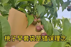 桃子早套袋是错误理念，多大套袋合适呢？视频封面