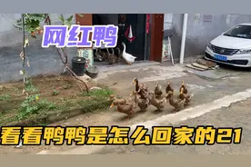 网红鸭又要回家了，看看三家的鸭鸭是怎么回家的，在门口依依不舍