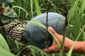 广西种西瓜比较多的地方，这里瓜农和气好客，西瓜价格物美价廉