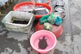 苏大强的一个叫江苏盐城建湖县，叫钟庄的小乡镇视频封面