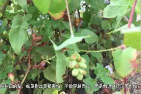 客家本草-杠板归又名犁头草，蛇见到都怕，一起来看看它功效！视频封面